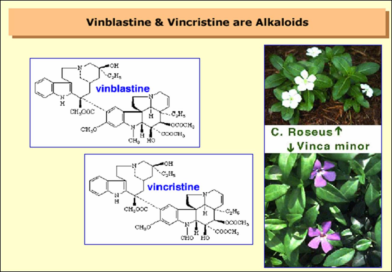 Алкалоид в чайных листьях. Алкалоид Винбластин. Винбластин формула. Винбластин и винкристин. Алкалоиды формула.